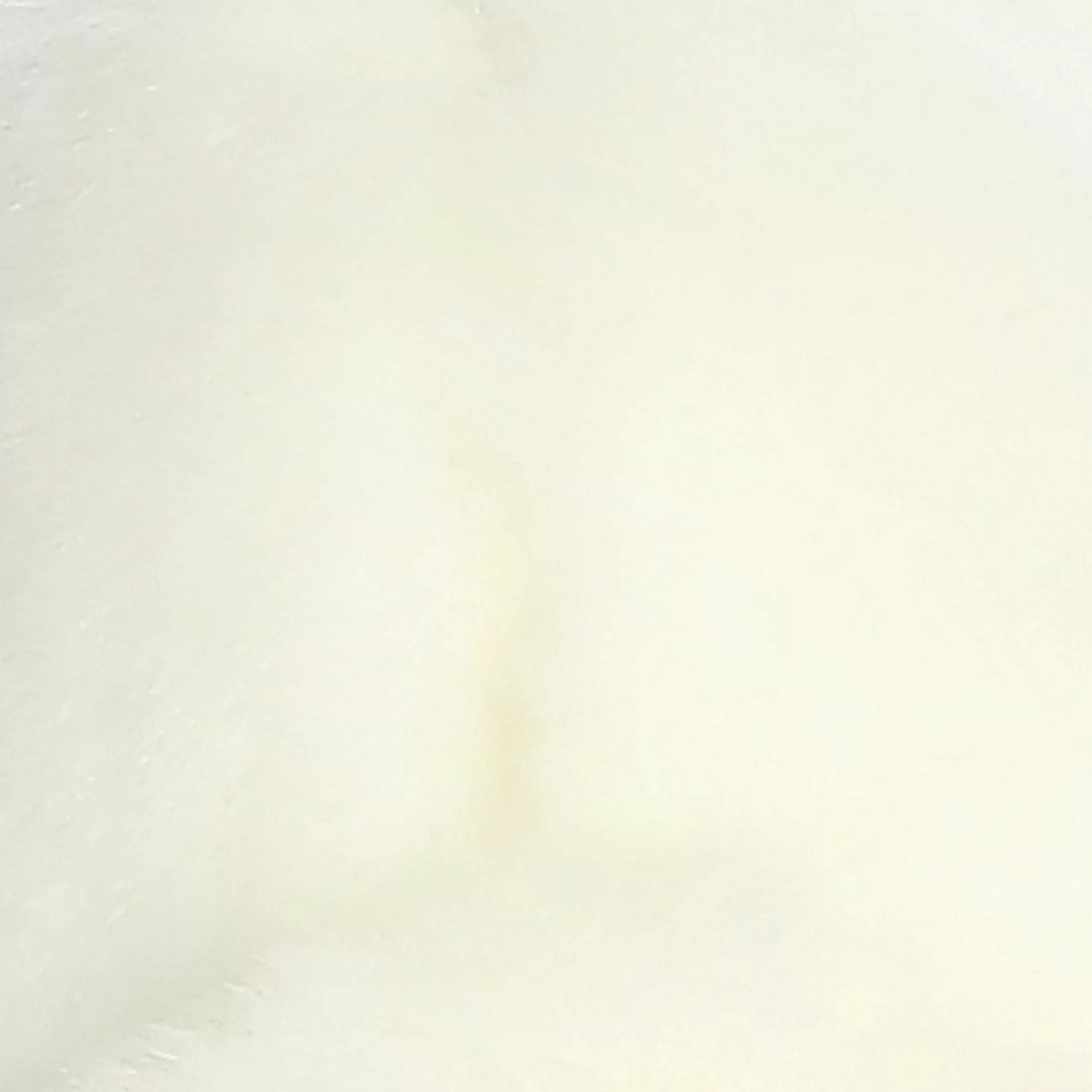 Aurora® - Miyoni® - American White Rabbit