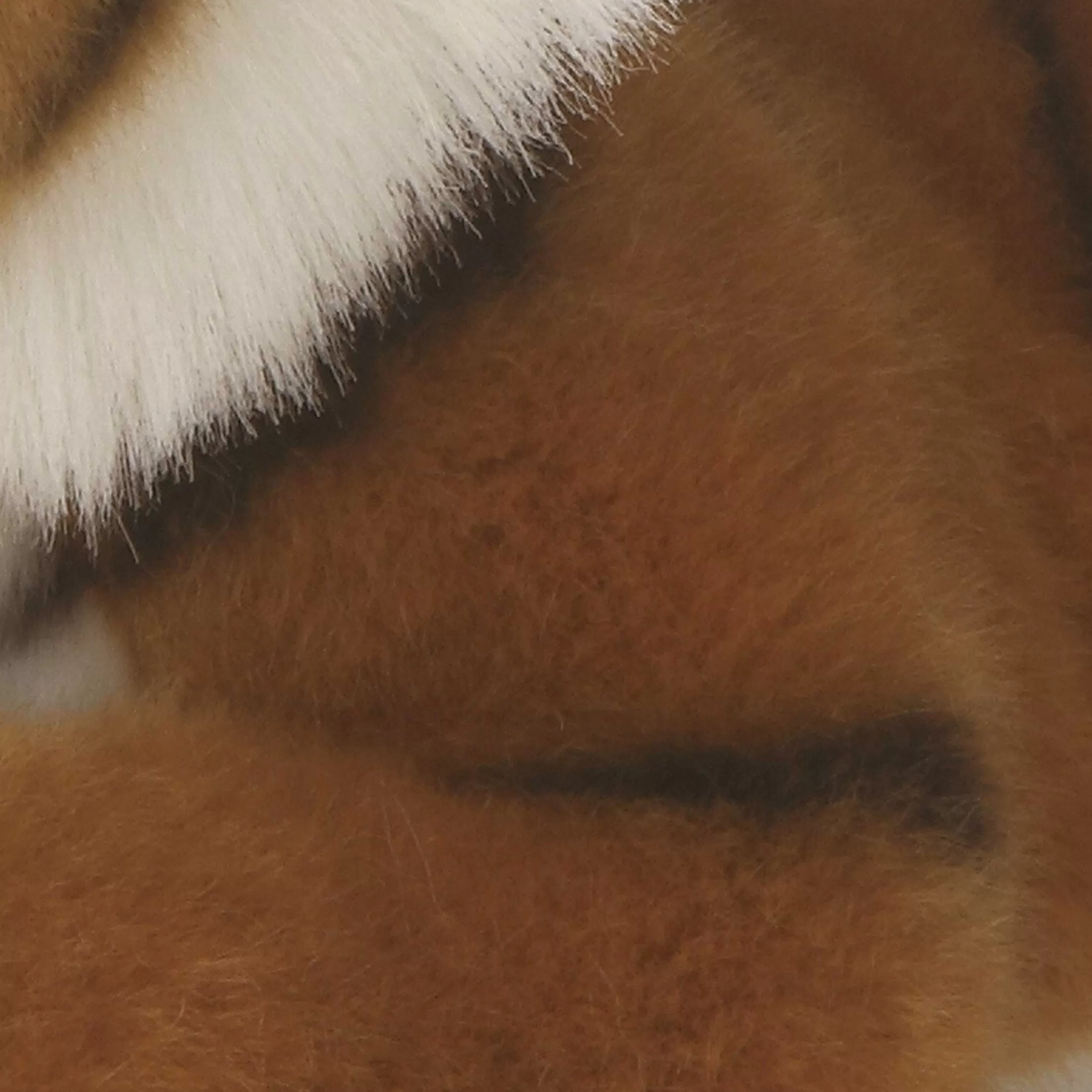 Aurora® - Miyoni® - Bengal Tiger