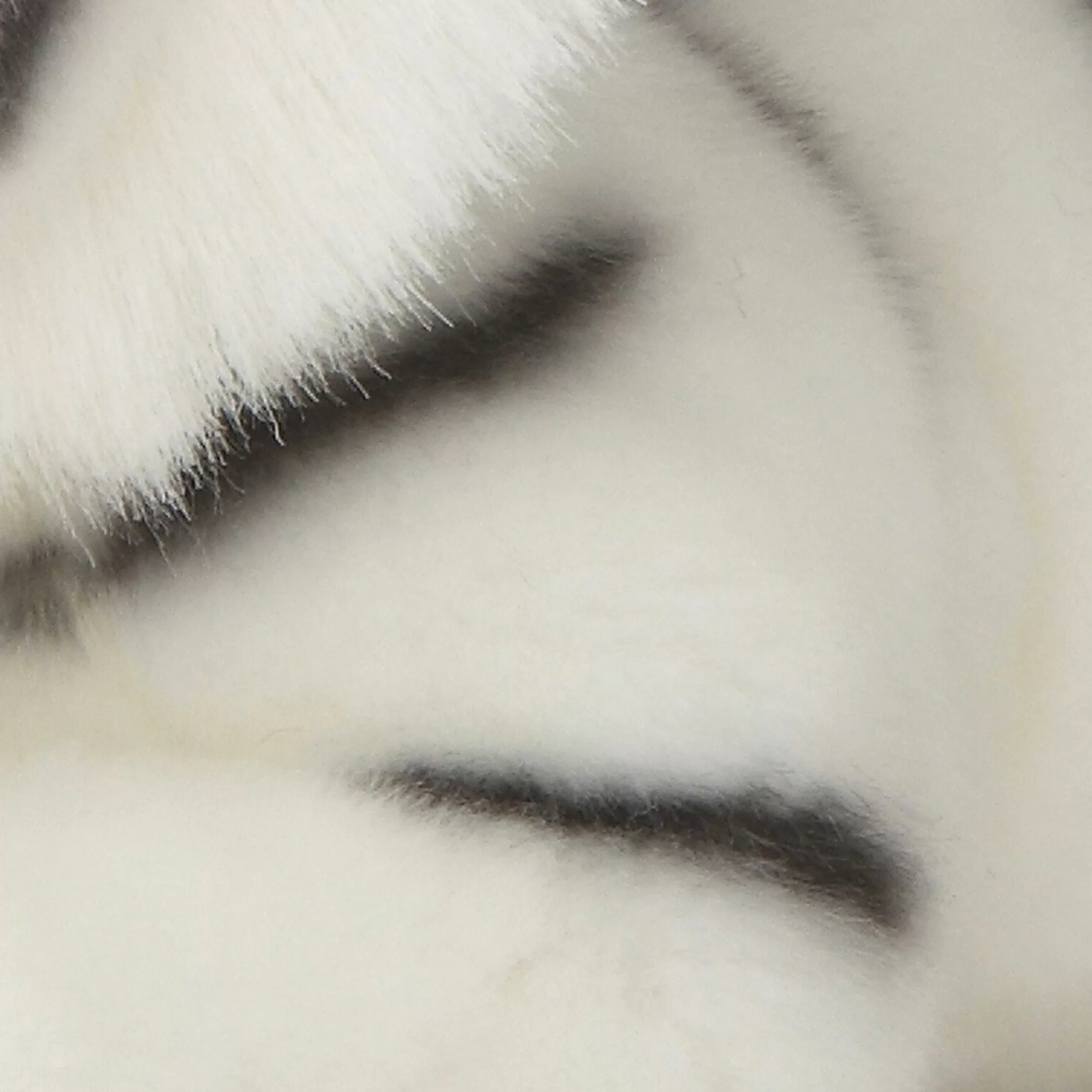 Aurora® - Miyoni® - White Tiger